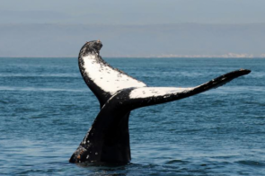 The Whale Route from Hermanus